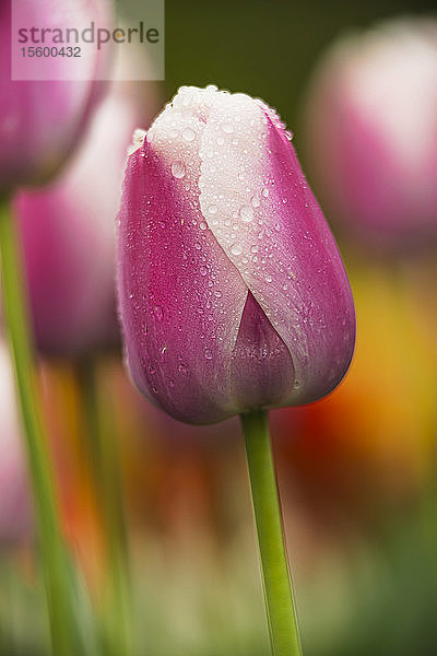 Darwin-Hybrid-Tulpen in Blüte  'Ollioules' (Tulipa)  Brooklyn Botanic Garden; Brooklyn  New York  Vereinigte Staaten von Amerika