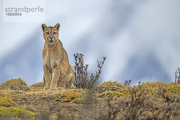 Puma in der Landschaft sitzend in Südchile; Chile