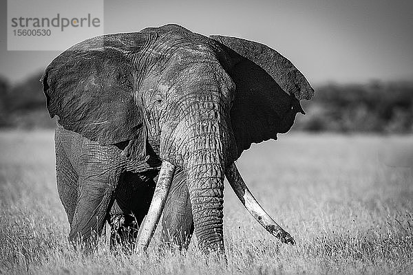 Monochromer afrikanischer Buschelefant (Loxodonta africana) im Gras stehend  Grumeti Serengeti Tented Camp  Serengeti National Park; Tansania