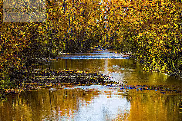 Goldenes Laub an Bäumen entlang des Mission Creek im Herbst; Kelowna  British Columbia  Kanada