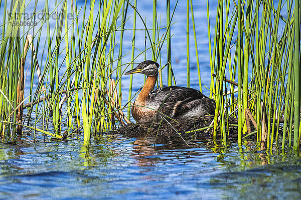 Rothalstaucher (Podiceps grisegena) mit frisch geschlüpftem Küken auf dem Rücken in einem in Rohrkolben verankerten Nest in einem Teich bei Fairbanks; Alaska  Vereinigte Staaten von Amerika