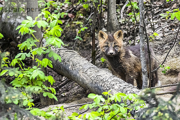 Rotfuchs (Vulpes vulpes) Jungtier  Cross Fox Farbphase  Peers aus den Wäldern nahe Fairbanks; Alaska  Vereinigte Staaten von Amerika
