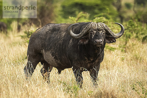 Kapbüffel (Syncerus caffer) steht im Gras und schaut in die Kamera  Cottar's 1920s Safari Camp  Maasai Mara National Reserve; Kenia