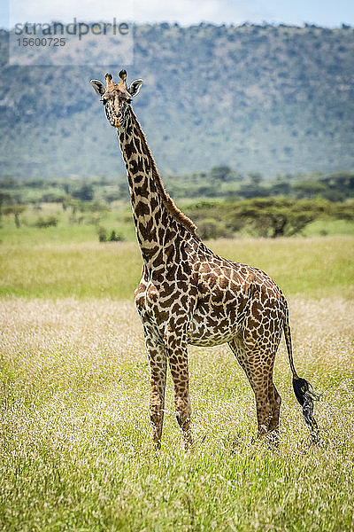 Massai-Giraffe (Giraffa camelopardalis tippelskirchii) steckt den Kopf aus dem Busch  Klein's Camp  Serengeti-Nationalpark; Tansania