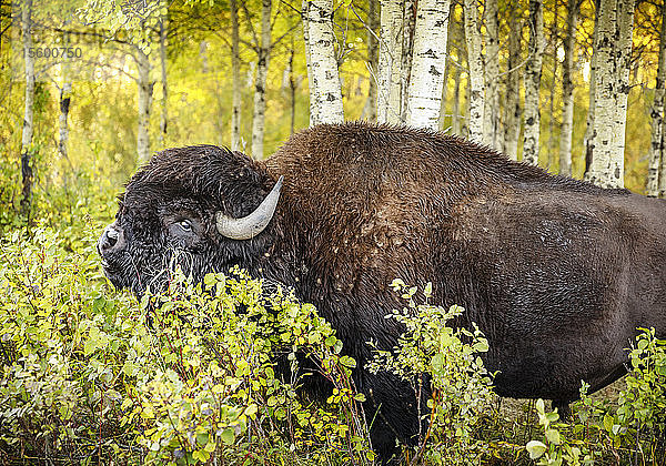 Plains Bison Bulle oder Amerikanischer Büffel (Bison bison bison)  im Herbst  Riding Mountain National Park; Manitoba  Kanada