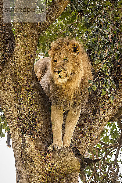 Männlicher Löwe (Panthera leo) starrt von einem Baum herunter  Cottar's 1920s Safari Camp  Maasai Mara National Reserve; Kenia