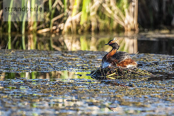 Ohrentaucher (Podiceps auritus) auf seinem Nest in einem Teich bei Fairbanks; Alaska  Vereinigte Staaten von Amerika