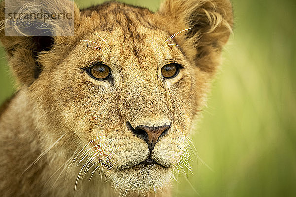 Nahaufnahme von Kopf und Schultern eines Löwenjungen (Panthera leo)  Grumeti Serengeti Tented Camp  Serengeti National Park; Tansania