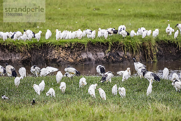 Reiher und Schwarzkopfibisse (Threskiornis melanocephalus)  Ngorongoro-Krater  Ngorongoro-Schutzgebiet; Region Arusha  Tansania