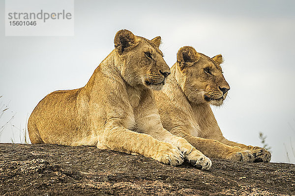 Löwinnen (Panthera leo) liegen sich spiegelnd auf einem Felsen  Cottar's1920s Safari Camp  Maasai Mara National Reserve; Kenia