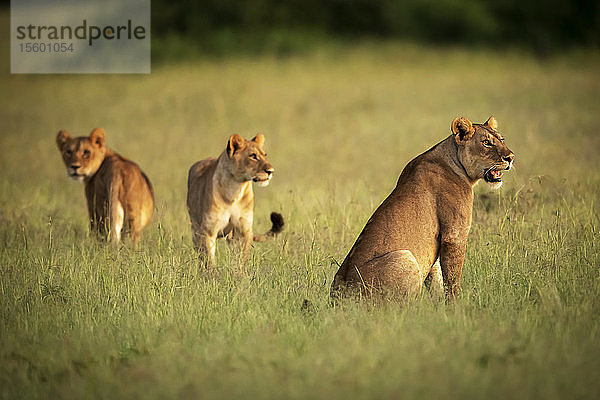 Löwin (Panthera leo) sitzt bei zwei Jungtieren im Gras  Grumeti Serengeti Tented Camp  Serengeti National Park; Tansania