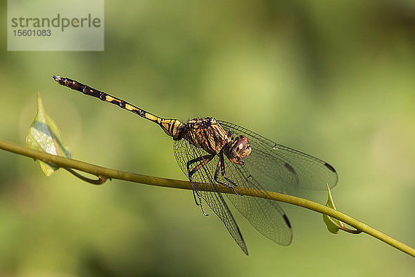 Libelle (Odonata)  Bigodi Wetland Sanctuary  Bwindi Impenetrable Forest; Westliche Region  Uganda