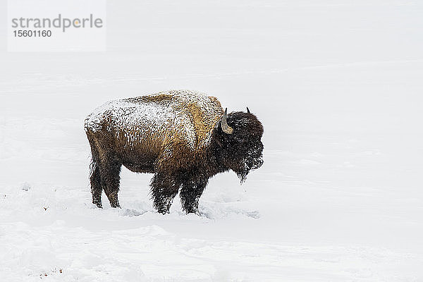 Amerikanischer Bisonbulle (Bison bison) bedeckt mit fallendem Schnee im Firehole River Valley  Yellowstone National Park; Wyoming  Vereinigte Staaten von Amerika