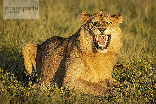 Männlicher Löwe (Panthera leo) zeigt Flehmen-Reaktion auf Gras  Grumeti Serengeti Tented Camp  Serengeti National Park; Tansania