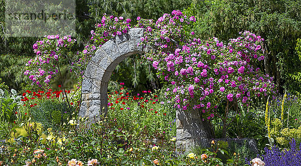 Blühende Blumen  VanDusen Gardens; Vancouver  British Columbia  Kanada