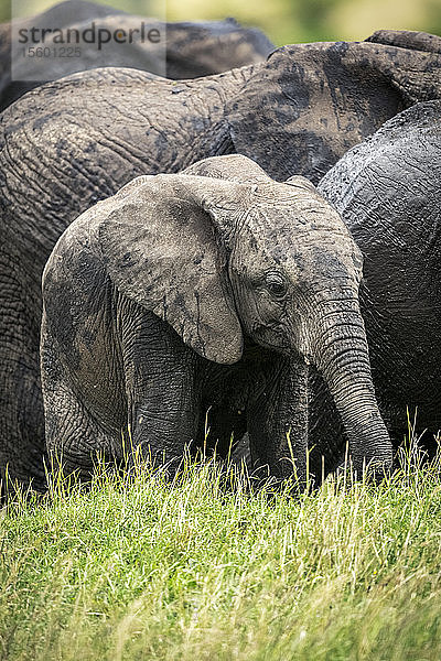 Afrikanisches Buschelefantenkalb (Loxodonta africana) steht bei der Herde  Klein's Camp  Serengeti National Park; Tansania