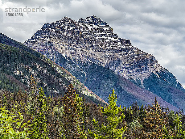 Zerklüftete felsige Berge und Wälder entlang des Icefield Parkway  Improvement District No. 12; Alberta  Kanada