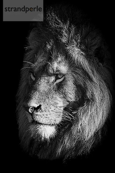 Monochrome Nahaufnahme des Gesichts eines Löwen (Panthera leo) im Schatten  Klein's Camp  Serengeti National Park; Tansania