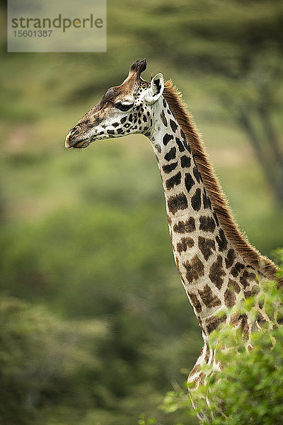 Massai-Giraffe (Giraffa camelopardalis tippelskirchii) steckt den Kopf aus dem Busch  Klein's Camp  Serengeti-Nationalpark; Tansania