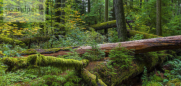 Üppiges Laub und umgestürzte Bäume im alten Wald von Cathedral Grove  MacMillan Provincial Park  Vancouver Island; British Columbia  Kanada