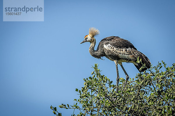 Unreifer Graukronenkranich (Balearica regulorum) im belaubten Baum  Grumeti Serengeti Tented Camp  Serengeti National Park; Tansania