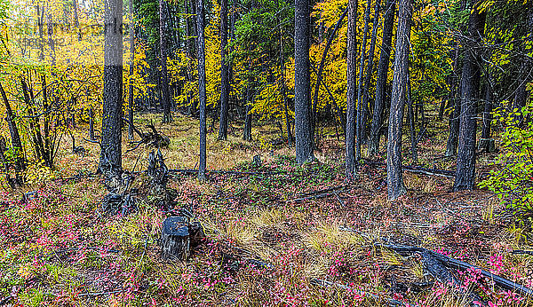 Bunter Waldboden im Herbst; British Columbia  Kanada