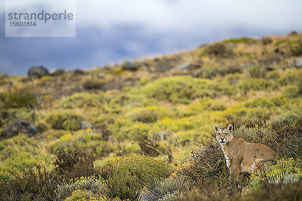 Puma auf Wanderschaft durch die Landschaft in Südchile; Chile