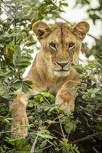 Löwin (Panthera leo) liegt in einem belaubten Baum und schaut nach unten  Grumeti Serengeti Tented Camp  Serengeti National Park; Tansania