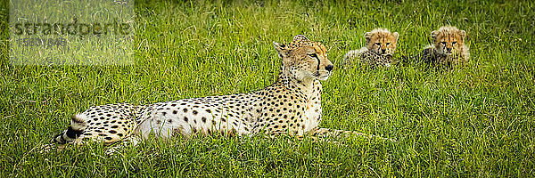 Panorama eines Geparden (Acinonyx jubatus)  der neben zwei Jungtieren liegt  Grumeti Serengeti Tented Camp  Serengeti National Park; Tansania