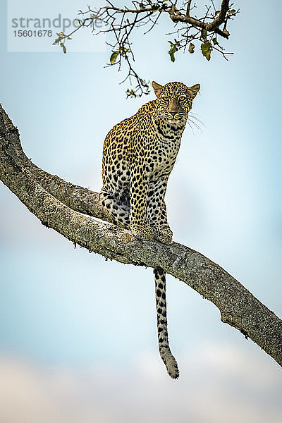 Leopard (Panthera pardus) sitzt auf einem schrägen Ast mit Blick auf die Kamera  Klein's Camp  Serengeti National Park; Tansania