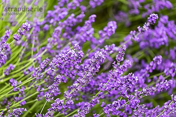 Lila Blüten  North Vancouver; Vancouver  British Columbia  Kanada