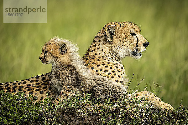 Gepard und Jungtier (Acinonyx jubatus) auf einem Hügel liegend  Grumeti Serengeti Tented Camp  Serengeti National Park; Tansania