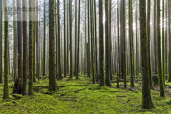 Sonnenlicht  das durch die neblige Luft eines Regenwaldes scheint; British Columbia  Kanada