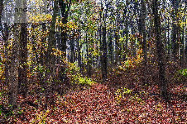 Herbstfarbenes Laub im Wolfe's Pond Park  Staten Island; New York City  New York  Vereinigte Staaten von Amerika