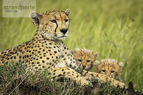 Gepard (Acinonyx jubatus) mit zwei Jungtieren im Gras liegend  Grumeti Serengeti Tented Camp  Serengeti National Park; Tansania