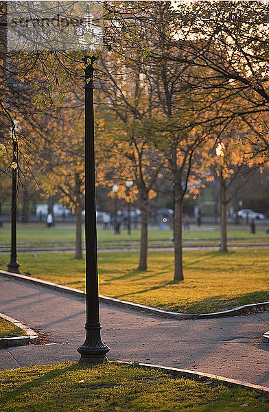 Bäume in einem Park  Boston Common  Boston  Suffolk County  Massachusetts  USA