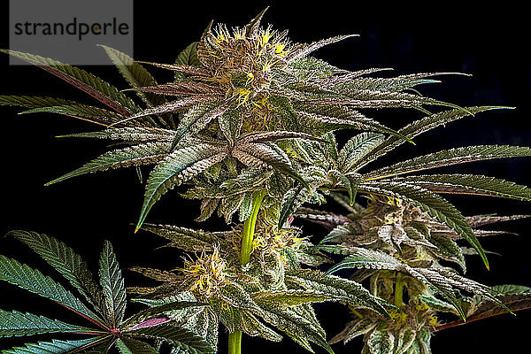 Cannabispflanze im späten Blühstadium; Cave Junction  Oregon  Vereinigte Staaten von Amerika