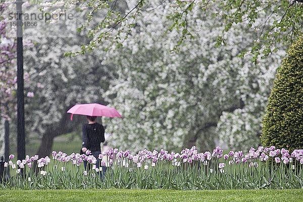 Tourist in der Nähe von Tulpen in einem Garten  Boston Public Garden  Boston  Suffolk County  Massachusetts  USA