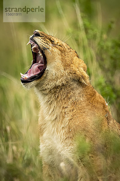 Nahaufnahme eines Löwenjungen (Panthera leo) beim Gähnen im Gras  Grumeti Serengeti Tented Camp  Serengeti National Park; Tansania