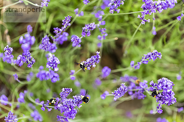 Bienen auf einer blühenden Pflanze  North Vancouver; Vancouver  British Columbia  Kanada