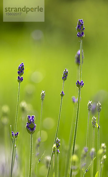 Zartlila blühende Blume vor einem Hintergrund aus grünem Laub  VanDusen Gardens; Vancouver  British Columbia  Kanada