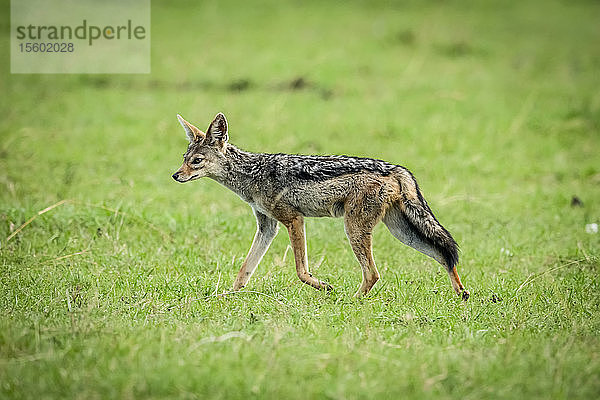 Schabrackenschakal (Canis mesomelas) trabt über Gras  Klein's Camp  Serengeti-Nationalpark; Tansania