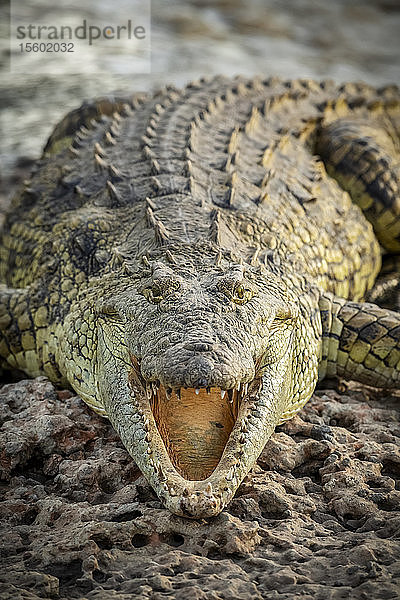 Nahaufnahme eines Nilkrokodils (Crocodylus niloticus) mit geöffnetem Maul  Grumeti Serengeti Tented Camp  Serengeti National Park; Tansania