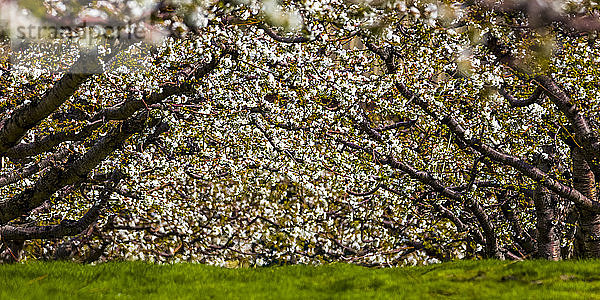 Blühender Kirschgarten im Frühling  Okanagan; British Columbia  Kanada