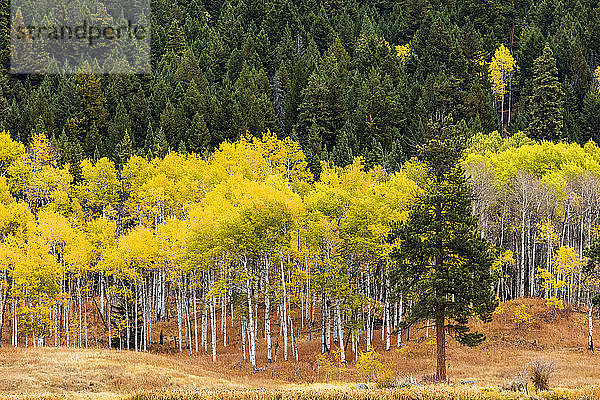 Die Kaskaden und das Okanagan-Tal in Herbstfarben; British Columbia  Kanada