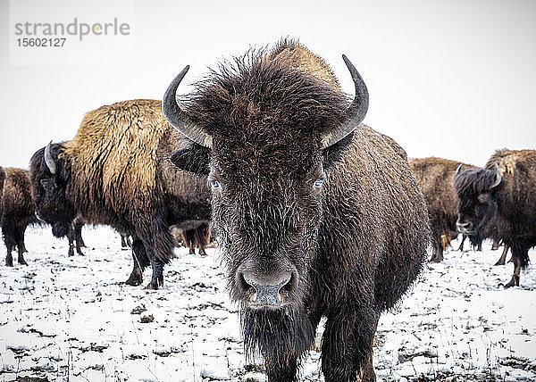 Nahaufnahme eines Wisents (Bison bison)  der in die Kamera schaut; Manitoba  Kanada