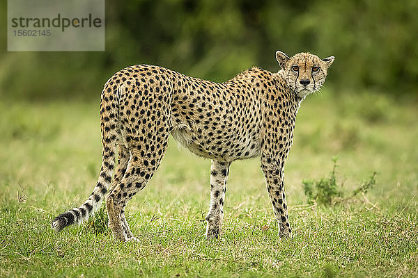 Gepard (Acinonyx jubatus) durchquert Gras und schaut zurück zur Kamera  Cottar's 1920s Safari Camp  Maasai Mara National Reserve; Kenia