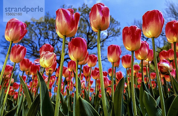 Blühende Tulpen (Tulipa) vor einem blauen Himmel  Central Park Conservancy; New York City  New York  Vereinigte Staaten von Amerika