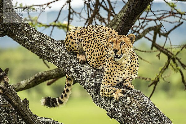 Männlicher Gepard (Acinonyx jubatus) liegt in einem Baum und schaut hinaus  Klein's Camp  Serengeti National Park; Tansania