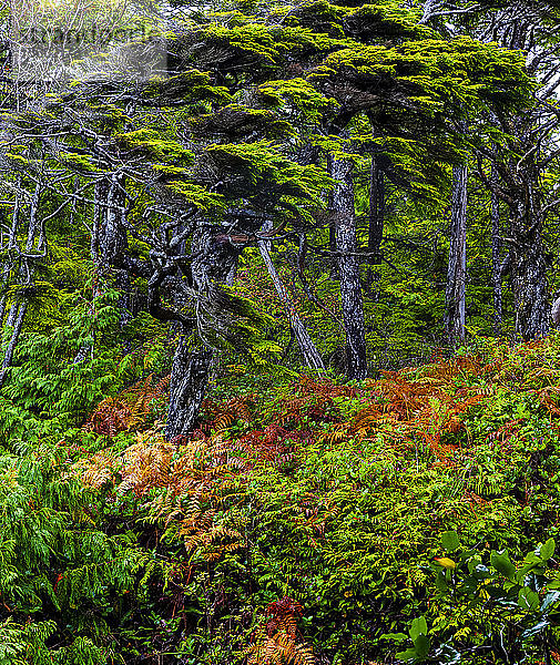 Regenwald auf Vancouver Island  Cathedral Grove  MacMillan Provincial Park; British Columbia  Kanada